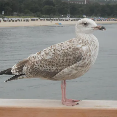 Ostseele - Tosi Daire Timmendorfer Strand