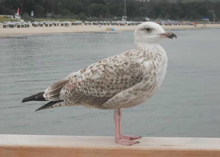 Ostseele - Tosi Lägenhet Timmendorfer Strand